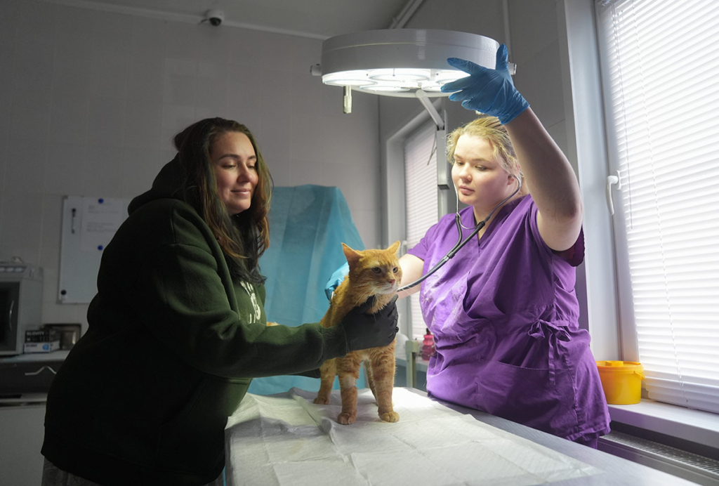 Вера и ветеринар осматривают кошку 