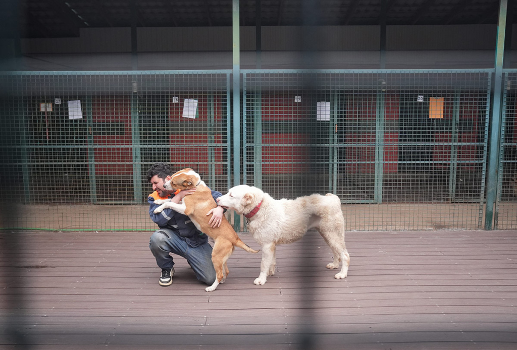 Мужчина обнимается с собаками 