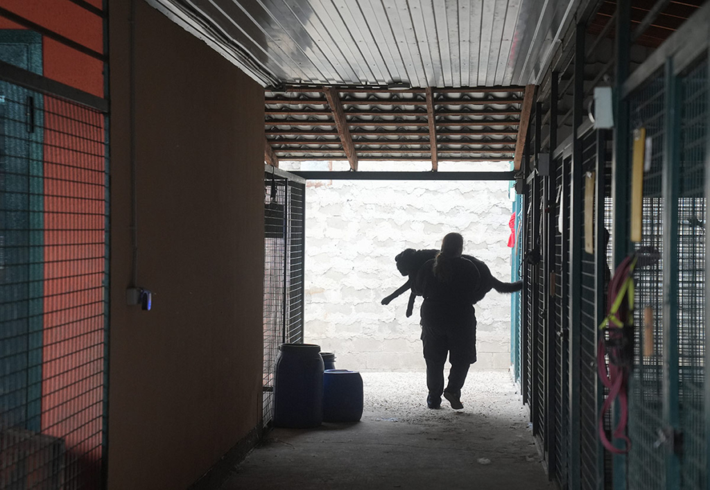 Ветеринар несет собаку на руках 