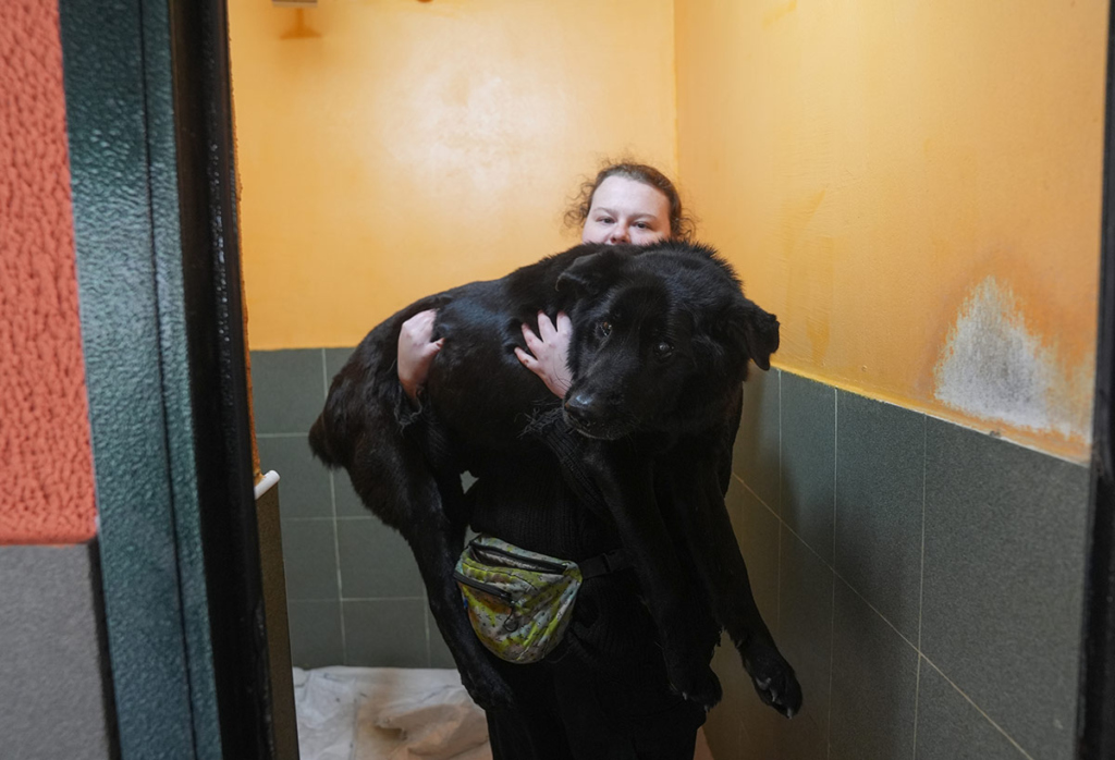 Ветеринар несет собаку на руках 