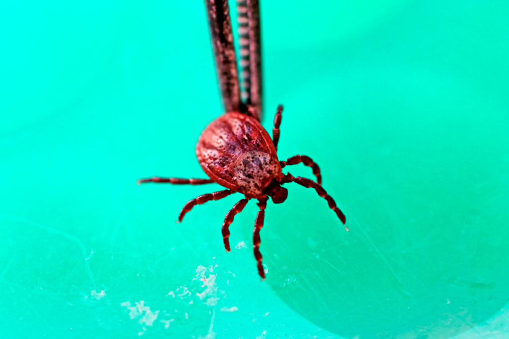 Клещ в вирусологической лаборатории в Калининграда.