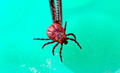 Клещ в вирусологической лаборатории в Калининграда.