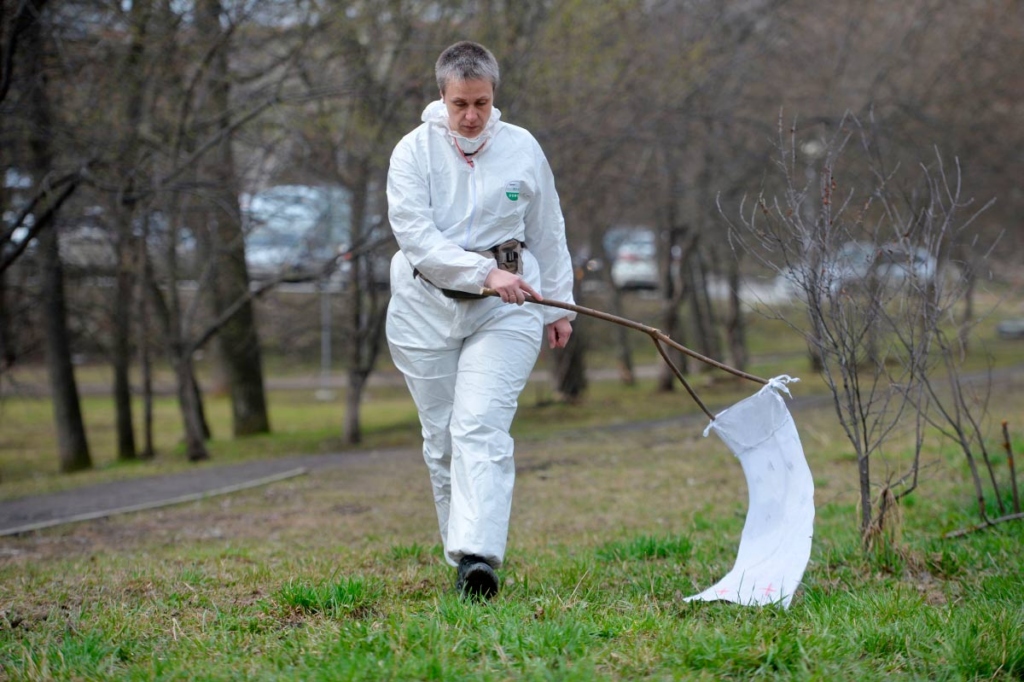 Сотрудница Роспотребнадзора отлавливает клещей для анализа с помощью белого флага в парке Пятидесятилетия Советской власти в Екатеринбурге