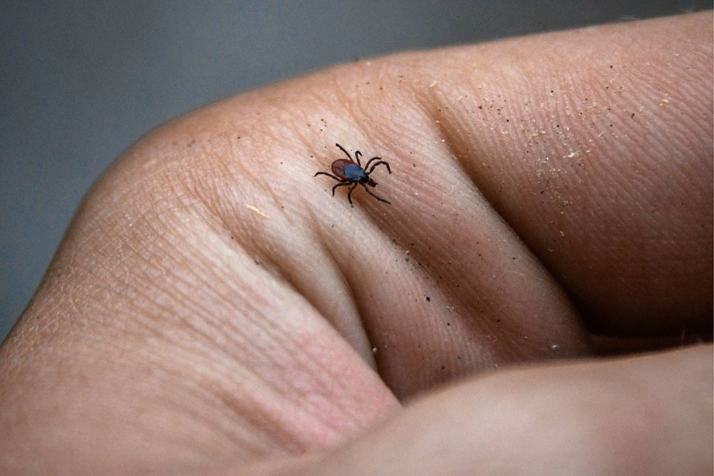 Клещ на территории Сихотэ-Алинского государственного природного биосферного заповедника имени К.Г. Абрамова. С 2001 года заповедник находится в списке Всемирного природного наследия ЮНЕСКО, в 2015 году он стал первой природоохранной территорией России, прошедшей сертификацию CATS