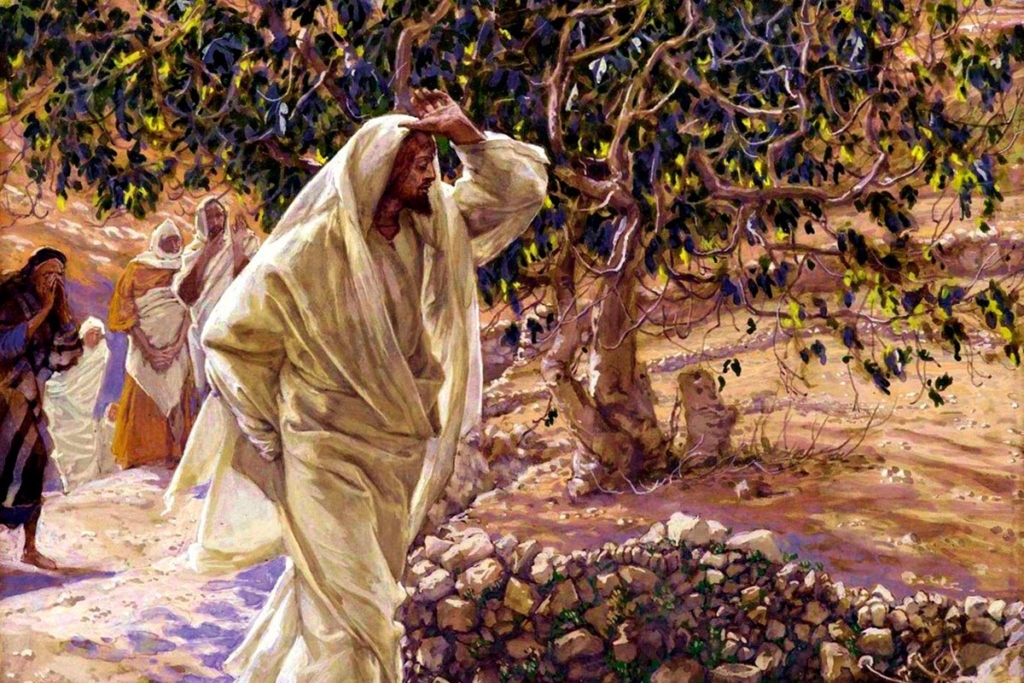 Засохшая смоковница.