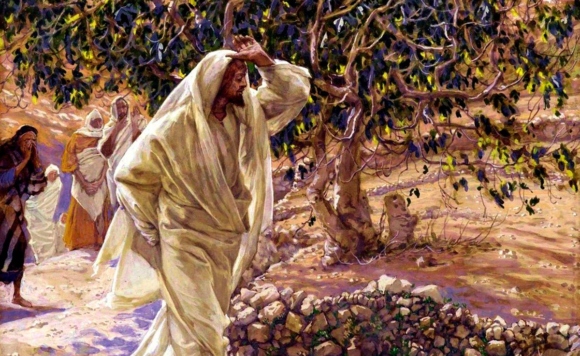 Засохшая смоковница.