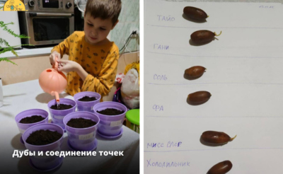 мальчик сажает жёлуди
