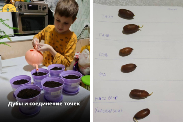 мальчик сажает жёлуди
