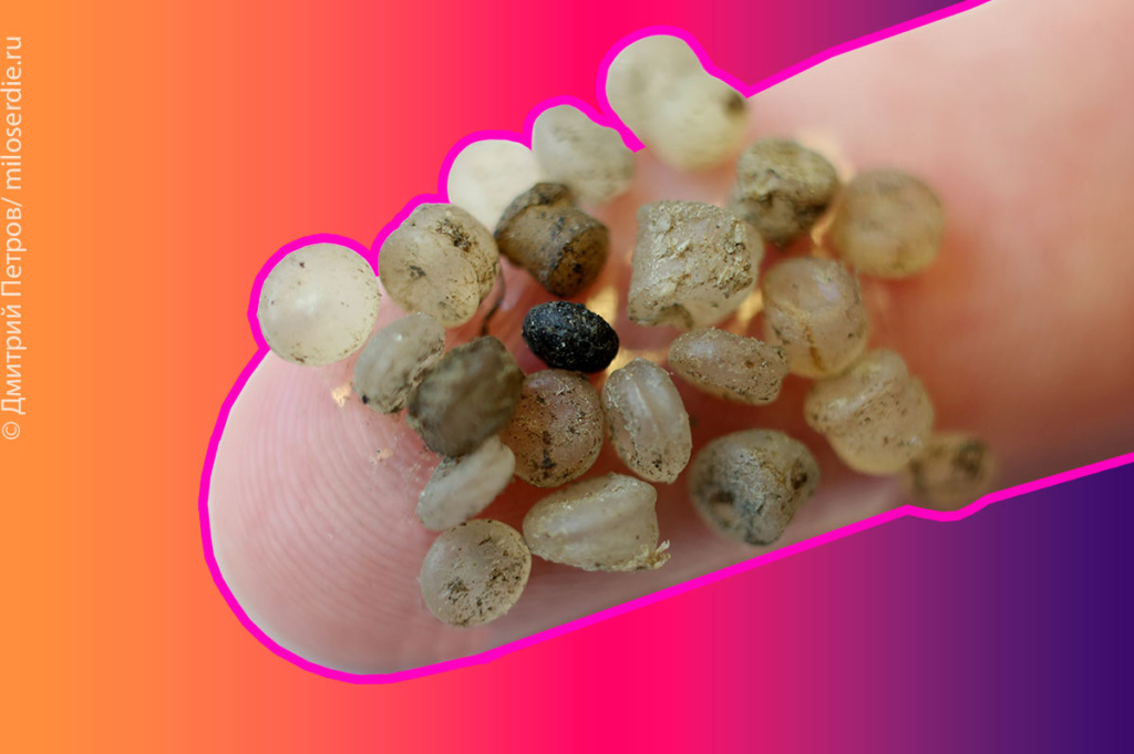 Мелкие частицы пластика из Балтийского моря, попадающие в человеческий организм вместе со съеденной рыбой