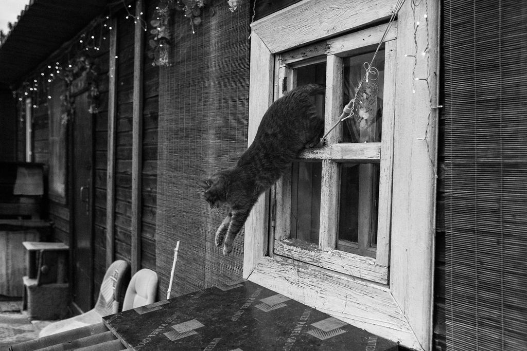 кот выпрыгивает из окна