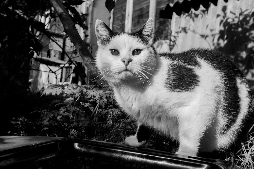 серьезный кот, портрет кота