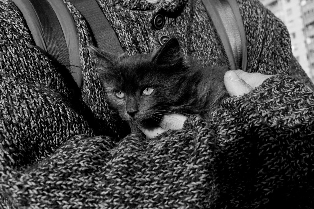 котик на руках