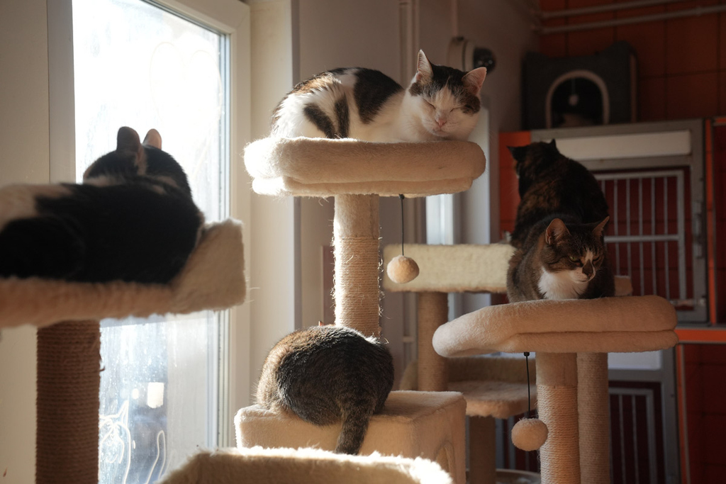 коты на лежаках