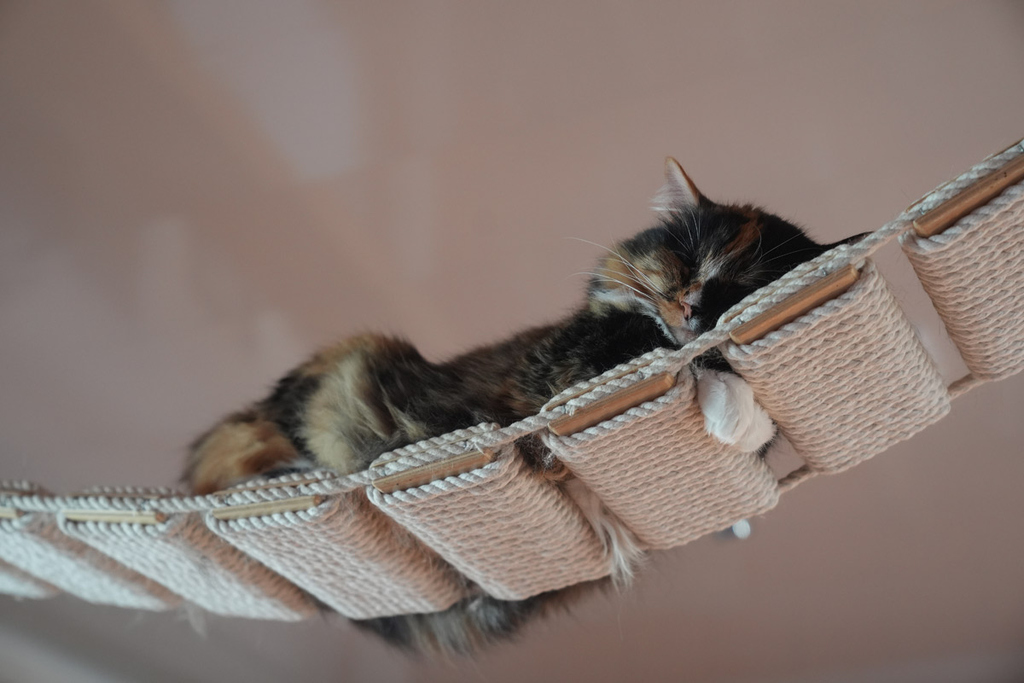 кот в гамачке